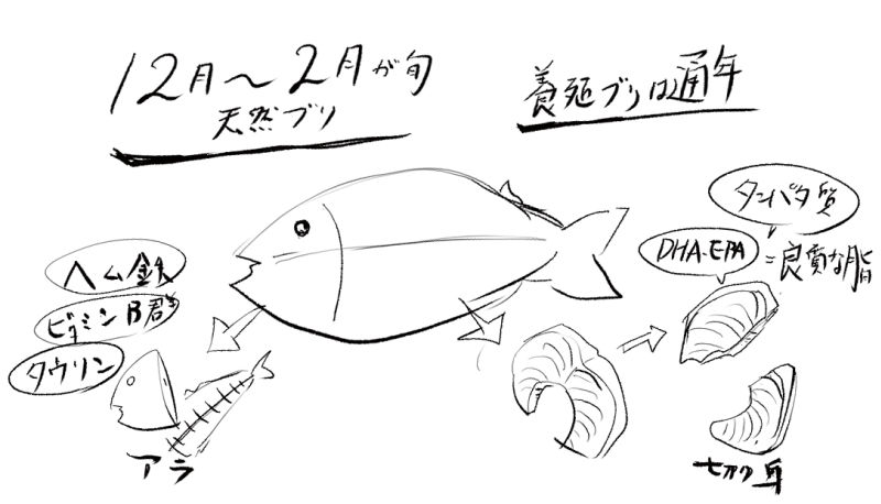 【画像：ブリのとくちょうをまとめ】
